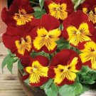 KIMIZA - NEW! 35+ PANSY PANOLA SUNBURST FLOWER SEEDS / PERENNIAL
