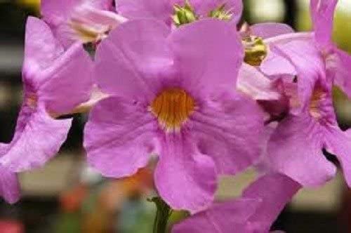 KIMIZA - 20+ INCARVILLEA HARDY GLOXINIA FLOWER SEEDS / ROSY/ PURPLE PERENNIAL