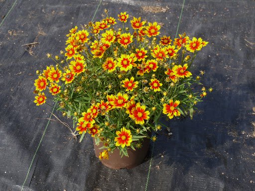 KIMIZA - 50+ COREOPSIS DAYBREAK RISING SUN BI-COLOR RE-SEEDING LONG LASTING ANNUAL FLOWER SEEDS