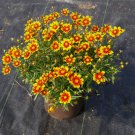 KIMIZA - 50+ COREOPSIS DAYBREAK RISING SUN BI-COLOR RE-SEEDING LONG LASTING ANNUAL FLOWER SEEDS