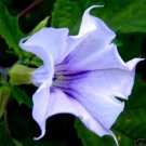 KIMIZA - NEW!! 10+ PURPLE ANGELS TRUMPET DATURA FLOWER SEEDS ANNUAL