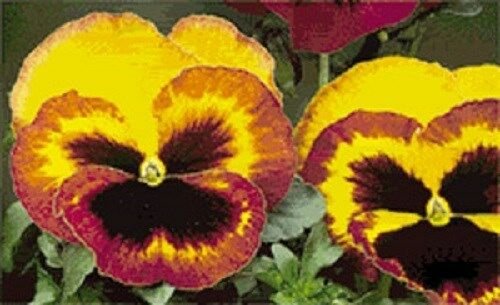 KIMIZA - NEW! 35+ DELTA FIRE BI-COLOR PANSY WITH FACE FLOWER SEEDS / LONG LASTING ANNUAL