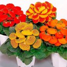 KIMIZA - 25+ Calceolaria Dainty Mix Flower Seeds / PERENNIAL / LONG LASTING