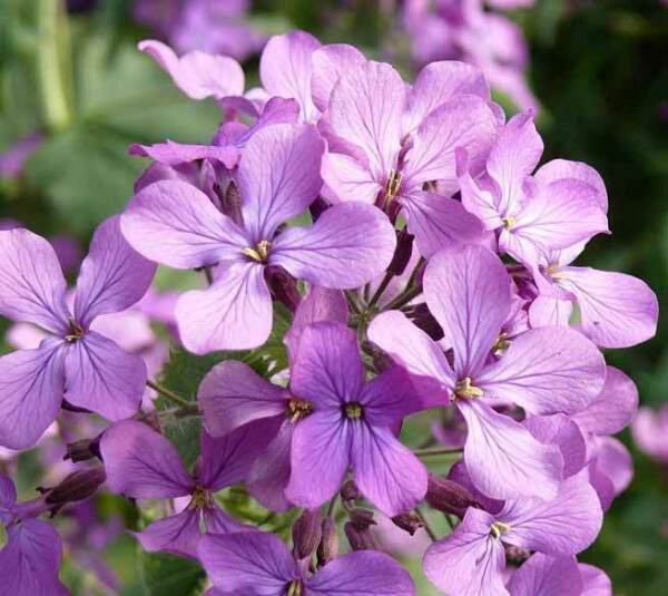 KIMIZA - 50+ LAVENDER EVENING OR NIGHT SCENTED STOCK FLOWER SEEDS / ANNUAL / MATTHIOLA