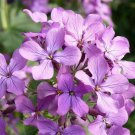 KIMIZA - 50+ LAVENDER EVENING OR NIGHT SCENTED STOCK FLOWER SEEDS / ANNUAL / MATTHIOLA