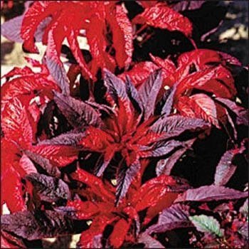 KIMIZA - 50+ AMARANTHUS MOLTEN FIRE FLOWER SEEDS ANNUAL MOST COLORFUL