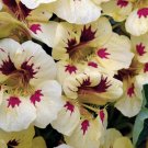 KIMIZA - 25+ LADYBIRD CREAM PURPLE NASTURTIUM FLOWER SEEDS / ANNUAL