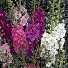 KIMIZA - 50+ VERBASCUM PHOENICIUM FLOWER SEEDS BOMBARDIER MIX / DEER RESISTANT PERINNIAL
