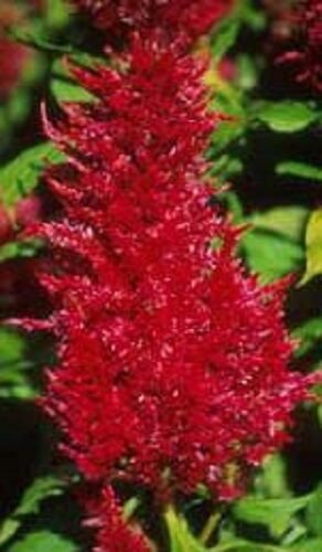 KIMIZA - 40+ CELOSIA PLUMED RED FLAMINGO / SELF-SEEDING ANNUAL FLOWER SEEDS