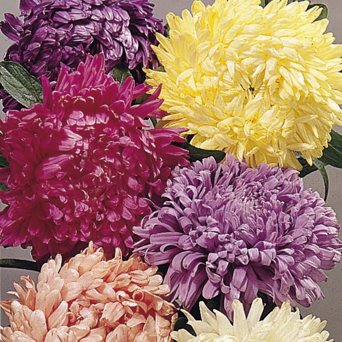 KIMIZA - 40+ ASTER CHINENSIS CUT FLOWER ASSORTMENT FLOWER SEED MIX / ANNUAL