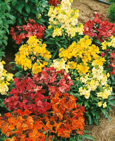 KIMIZA - 50+ ERYSIMUM CHARITY FLOWER SEEDS MIX / DEER-RESISTANT / SCENTED / PERENNIAL