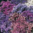 KIMIZA - 50+ STATICE "PACIFIC MIX" FLOWER SEEDS / ANNUAL / GREAT GIFT / DEER RESISTANT