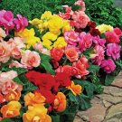 KIMIZA - 30+ GORGEOUS BEGONIA MIX FLOWER SEEDS ANNUAL or INDOOR HOUSE PLANT