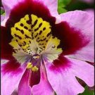 KIMIZA - 40+ SCHIZANTHUS POOR MAN'S ORCHID MIXED FLOWER SEEDS / ANNUAL / GREAT GIFT