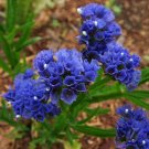 KIMIZA - 50+ DEEP BLUE STATICE FLOWER SEEDS / LONG LASTING ANNUAL / GREAT CUT OR DRIED