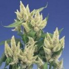 KIMIZA - 30+ CELOSIA PLUMED WHITE FLAMINGO / SELF-SEEDING ANNUAL FLOWER SEEDS