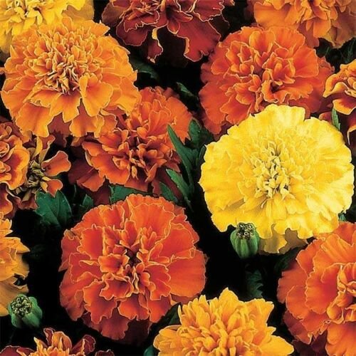 KIMIZA - 35+ MARIGOLD FRENCH DOUBLE JANIE MIX ANNUAL FLOWER SEEDS