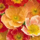 KIMIZA - 35+ CHAMPAGNE BUBBLES POPPY / PAPAVER NUDICAULE FLOWER SEEDS MIX / PERENNIAL