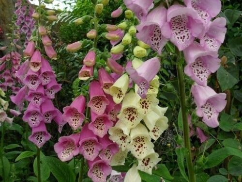 KIMIZA - 50+ FOXGLOVE DIGITALIS EXCELSIOR MIX FLOWER SEEDS / PERENNIAL
