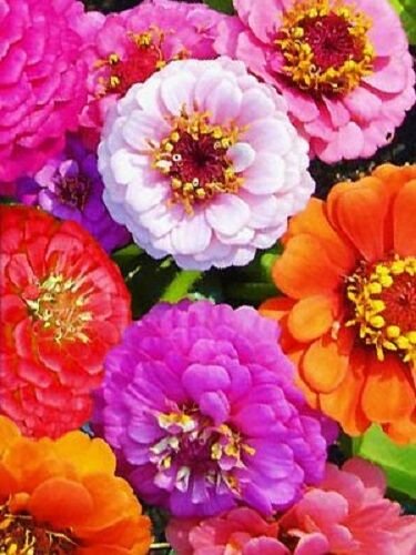 KIMIZA - 75+ ZINNIA ELEGANS MIXED COLORS FLOWER SEED MIX / LONG LASTING ANNUAL