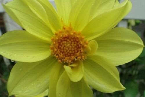 KIMIZA - NEW! MIGNON YELLOW DAHLIA FOWER SEEDS