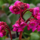 KIMIZA - 25+ WINTER GLOW BERGENIA GROUND COVER FLOWER SEEDS / PERENNIAL
