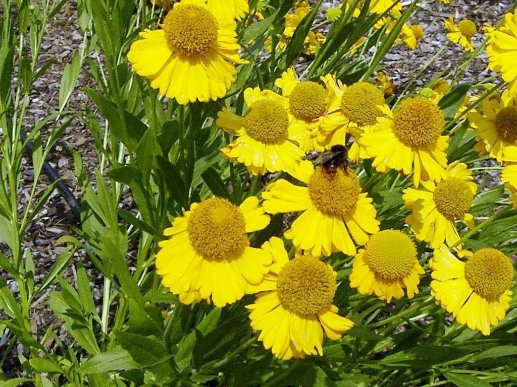 KIMIZA - 50+ HELENIUM HOOPESI GOLDEN PERENNIAL FLOWER SEEDS