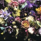 KIMIZA - 30+ AQUILEGIA COLUMBINE CROWN JEWELS MIX FLOWER SEEDS / PERENNIAL