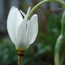 KIMIZA - 25+ DODECATHEON MEADIA WHITE MIDLAND SHOOTING STAR FLOWER SEEDS SHADE PERENNIAL