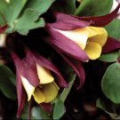 KIMIZA - 50+ ORIENTAL COLUMBINE AQUILEGIA FLOWER SEEDS / PERENNIAL