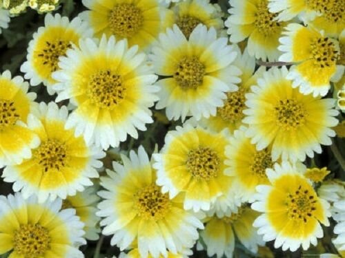KIMIZA - 50+ TIDY TIPS FLOWER SEEDS RESEEDING LONG LASTING ANNUAL
