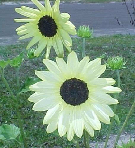 KIMIZA - 35+ VANILLA ICE SUNFLOWER FLOWER SEEDS / UNUSUAL LONG -LASTING ANNUAL