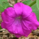 KIMIZA - 50+ LAURA BUSH GLOWING MAGENTA PETUNIA FLOWER SEEDS / ANNUAL