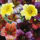 KIMIZA - 25+ RARE STAINED-GLASS FLOWER SEEDS MIX / ANNUAL / SALPIGLOSSIS