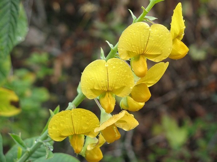 KIMIZA - 30+ ARROWHEAD RATTLEBOX FLOWER SEEDS / SELF-SEEDING ANNUAL / DROUGHT TOLERANT