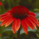 KIMIZA - 40+ RED ECHINACEA/CONEFLOWER FLOWER SEEDS / PERENNIAL