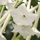 KIMIZA - 50+ WHITE NICOTIANA SYLVESTEIS FLOWER SEEDS / RESEEDING ANNUAL / FRAGRANT