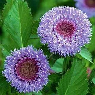 KIMIZA - 25+ CENTRATHERUM PINEAPPLE SANGRIA FLOWER SEEDS / PINEAPPLE SCENTED SELF SEEDS