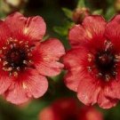 KIMIZA - 40+ MISS WILMOTT POTENTILLA NEPALENSIS FLOWER SEEDS / HARDY PERENNIAL