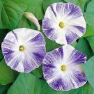 KIMIZA - 25+ FLYING SAUCERS MORNING GLORY IPOMOEA FLOWER SEEDS / SELF-SEEDING ANNUAL