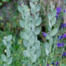 KIMIZA - 20+ ROMAN SHIELD FIBIGIA CLYPEATA FLOWER SEEDS / DRIED FLOWERS / SELF SEEDING