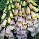 KIMIZA - 50+ FOXGLOVE DIGITALIS SPOTTED SILVER FOX FLOWER SEEDS / PERENNIAL