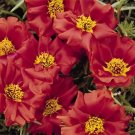 KIMIZA - 50+ RUBY JEWEL MOSS ROSE PORTULACA ANNUAL SUCCULENT GROUND COVER FLOWER SEEDS