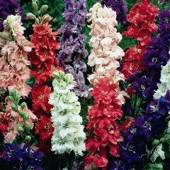 KIMIZA - 40+ GIANT LARKSPUR IMPERIAL MIX FLOWER SEEDS / EARLY BLOOMING PERENNIAL