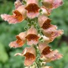 KIMIZA - 50+ FOXGLOVE DIGITALIS FERRUGINEA FLOWER SEEDS / PERENNIAL DEER RESISTANT