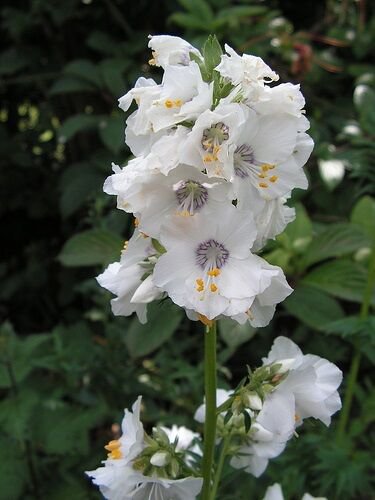 KIMIZA - 70+ POLEMONIUM, PEARL WHITE JACOB'S LADDER FLOWER SEEDS / PERENNIAL