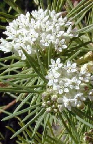 KIMIZA - 30+ ICE BALLET PURE WHITE BUTTERFLY WEED ASCLEPIAS FLOWER SEEDS / PERENNIAL