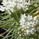 KIMIZA - 30+ ICE BALLET PURE WHITE BUTTERFLY WEED ASCLEPIAS FLOWER SEEDS / PERENNIAL
