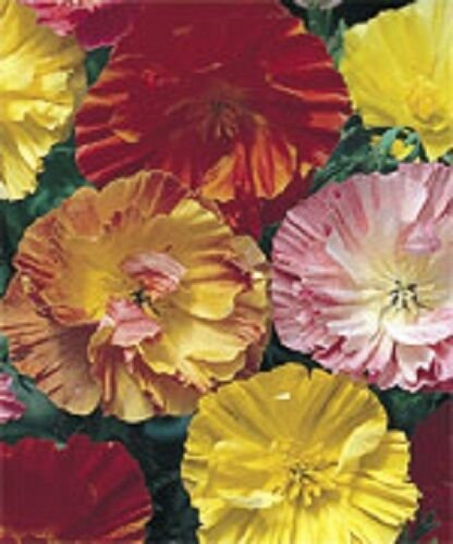 KIMIZA - 40+ CALIFORNIA MISSION BELL POPPY FLOWER SEEDS MIX / PERENNIAL / PAPAVER