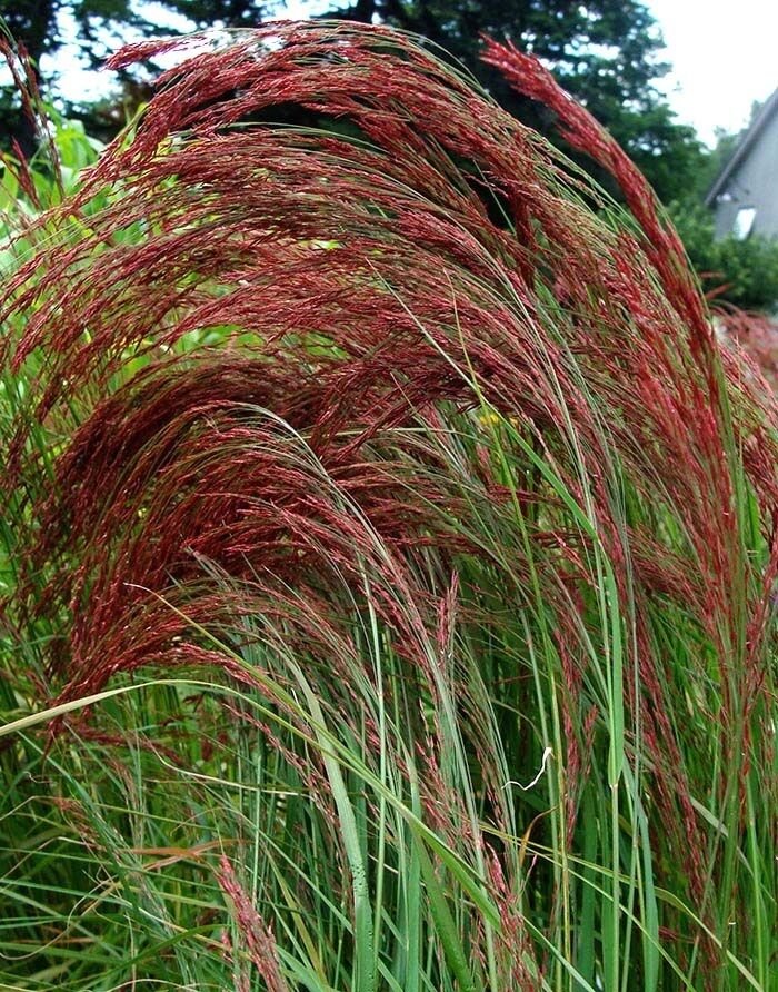 KIMIZA - 50+ ERAGROSTIS RUBY SILK ORNAMENTAL GRASS / PERENNIAL / THRIVES IN POOR SOILS